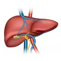 Homeopathic Medicine for Fatty Liver & Jaundice